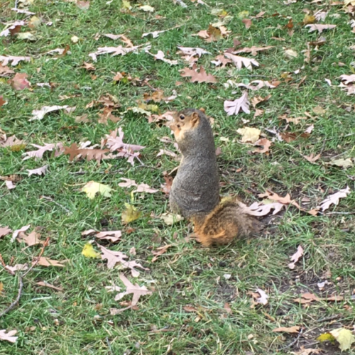 Collegiate Rodentia: Our Favorite Friends