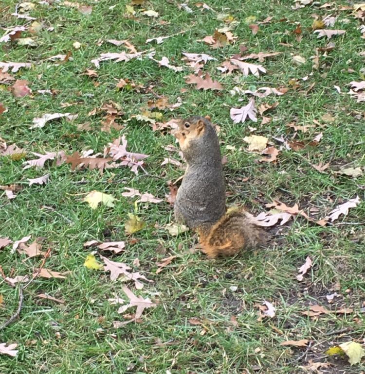 Collegiate Rodentia: Our Favorite Friends