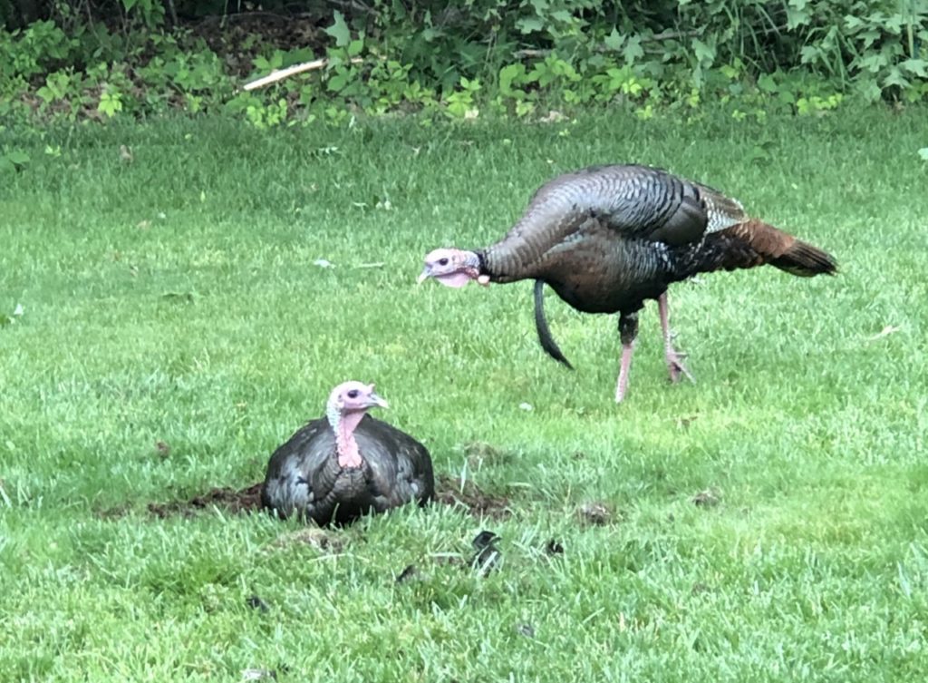 two turkeys, one walking and one sitting in the grass
