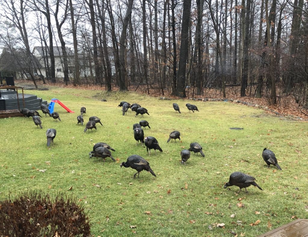 Attack of the Turkeys