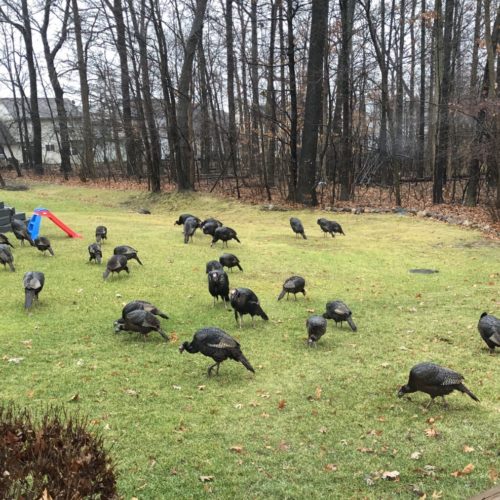 Attack of the Turkeys