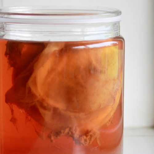 Kombucha and SCOBY: More Than Just the Latest Trend