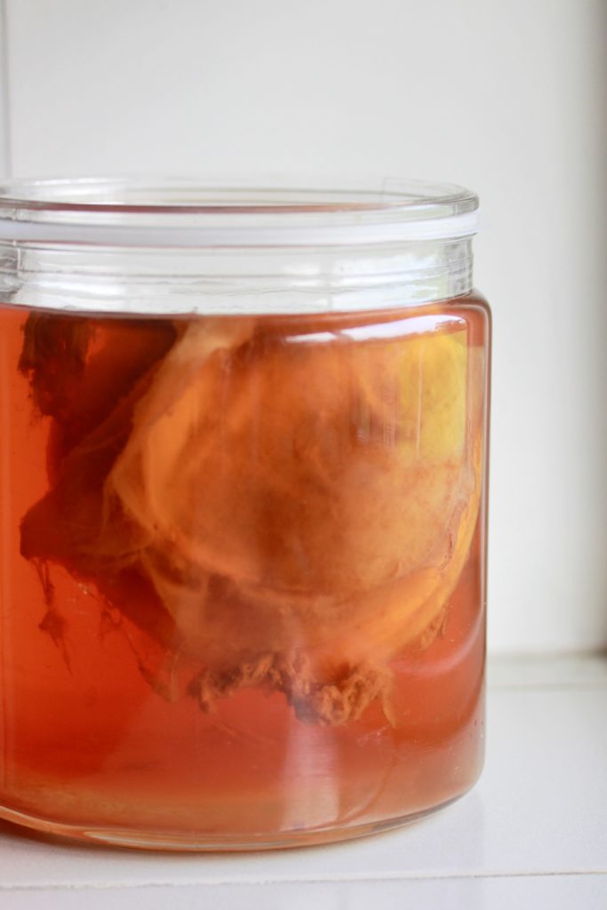 Kombucha and SCOBY: More Than Just the Latest Trend