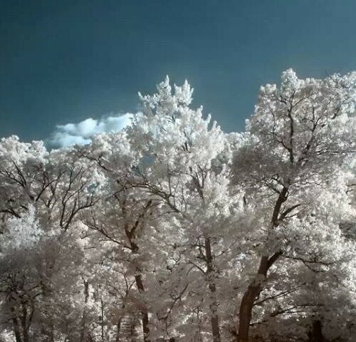 Foreign Classic: “Snow Country”