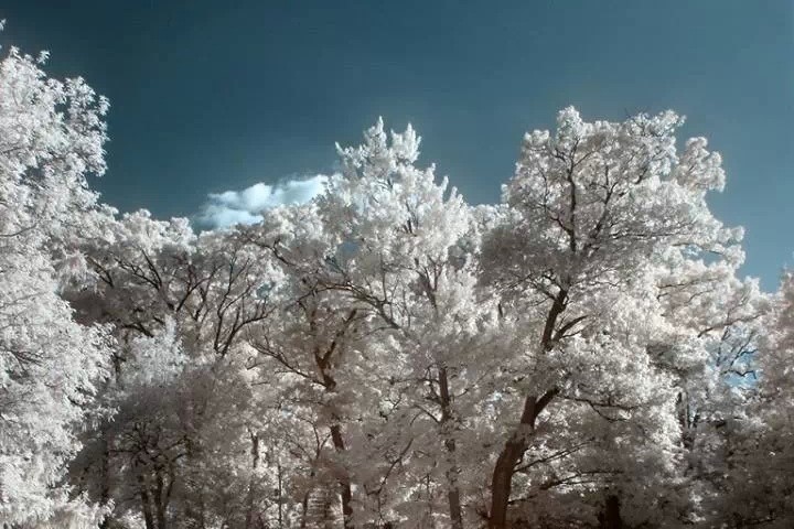 Foreign Classic: “Snow Country”