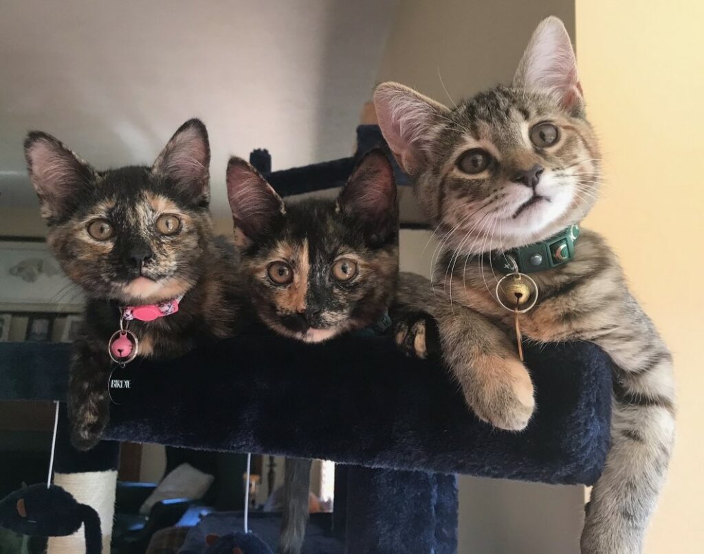 Misunderstood Meows: What Cats are Really Trying To Say