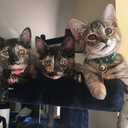 Misunderstood Meows: What Cats are Really Trying To Say