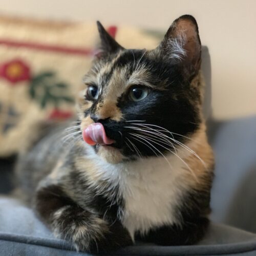 Pawing At Heartstrings