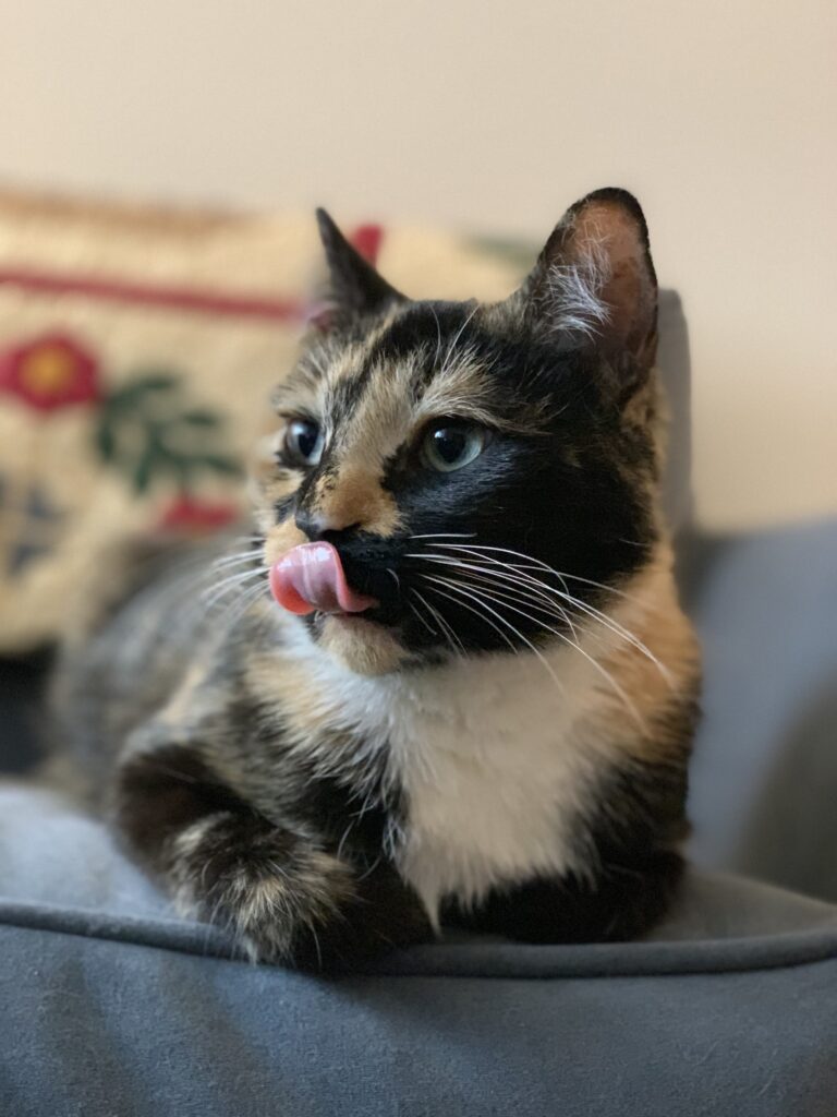 Pawing At Heartstrings