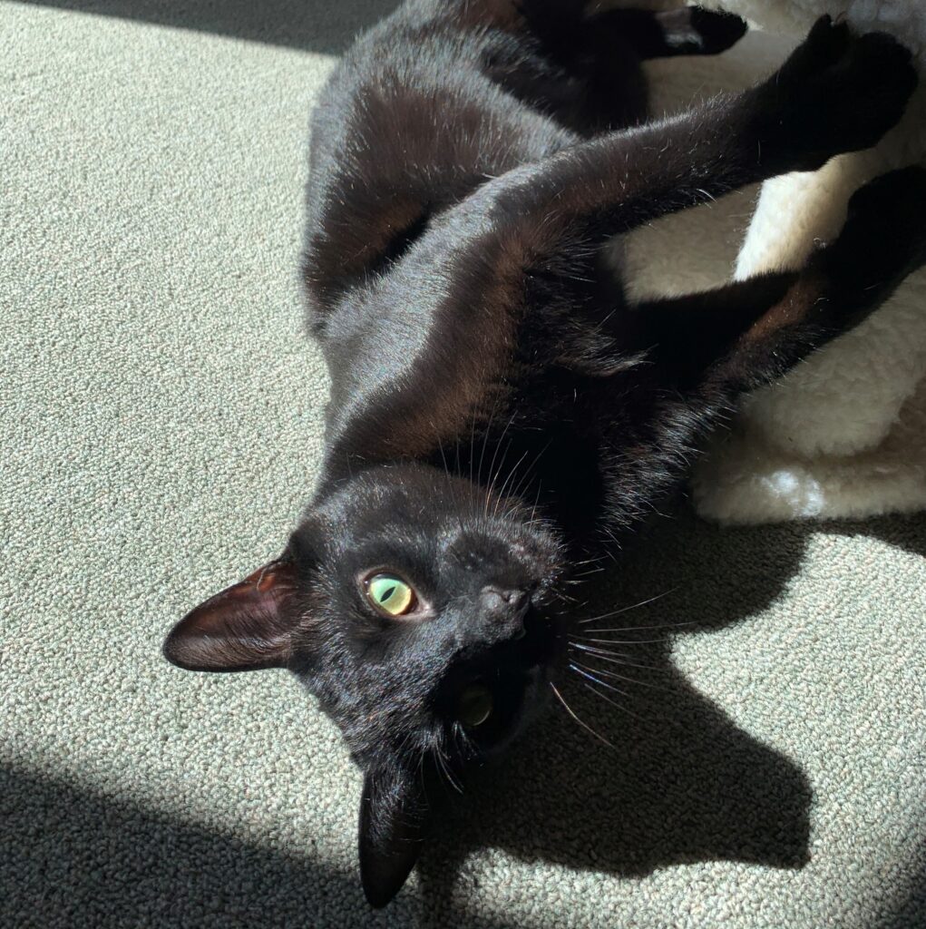 Black Cats Deserve Better