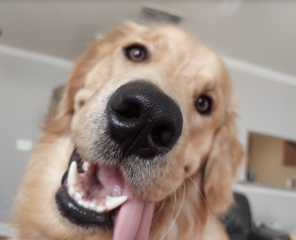 Puppy Kisses For Serotonin