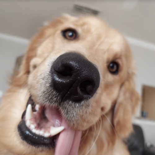 Puppy Kisses For Serotonin