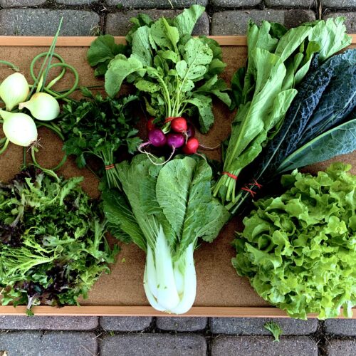 Farm to Table: MSU Student Organic Farm Struggles With Support