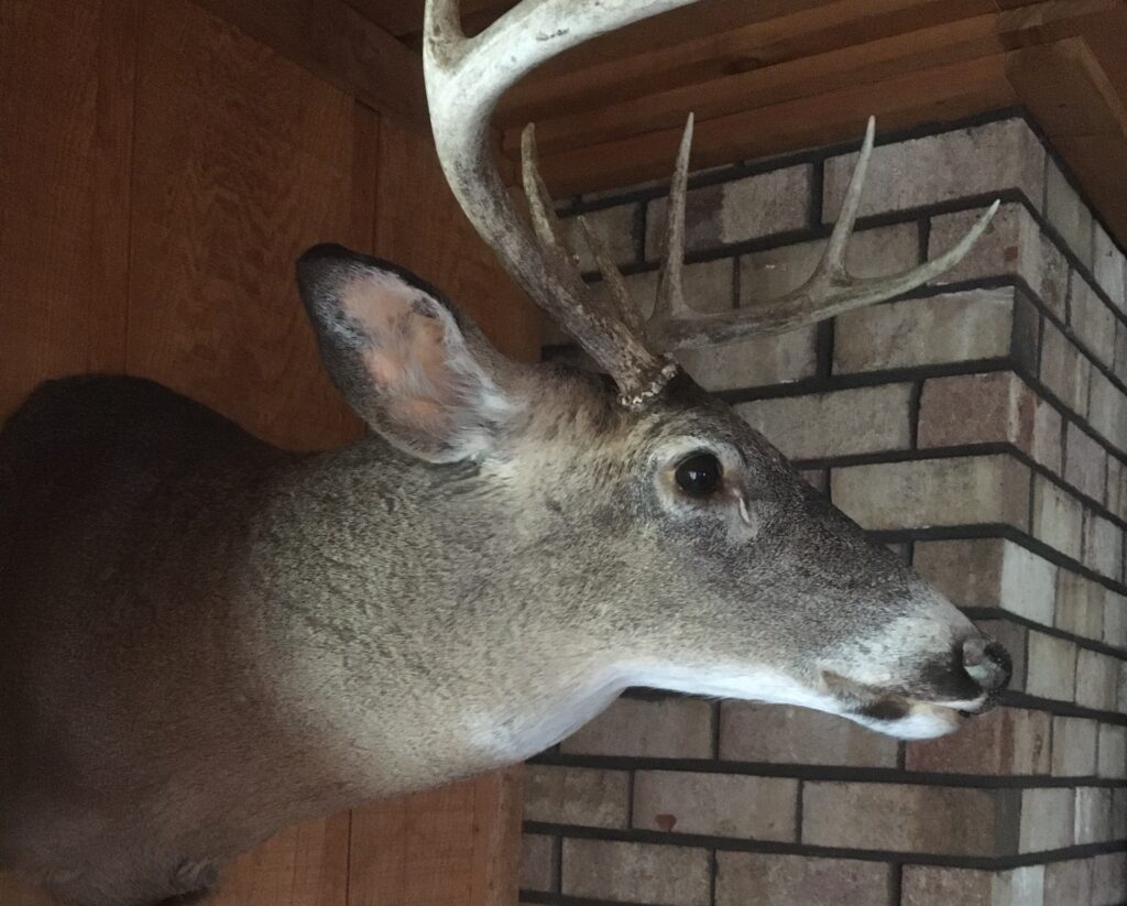 Doe-n’t Ignore What’s Up With Deer