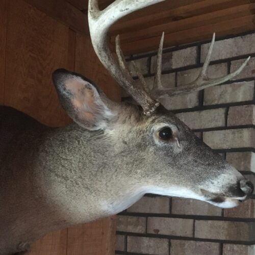 Doe-n’t Ignore What’s Up With Deer