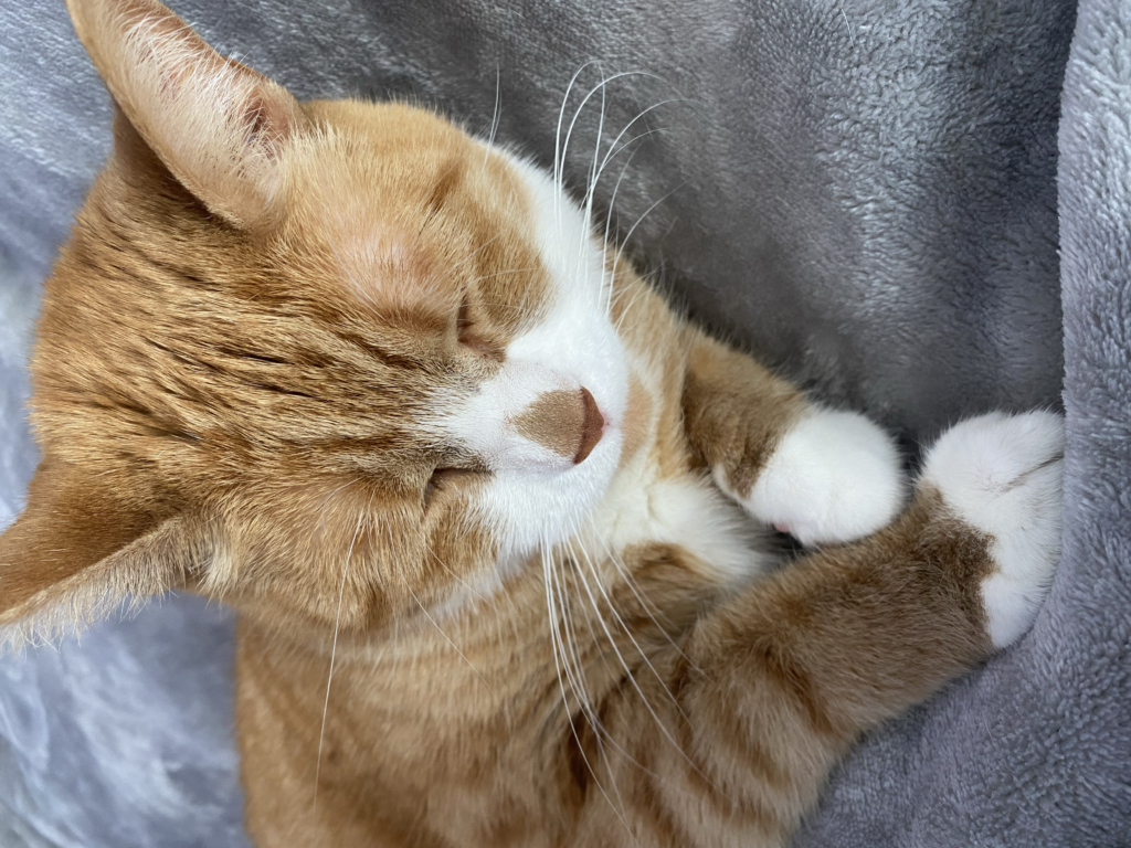 Pandemic Pets: Rumors vs. Reality