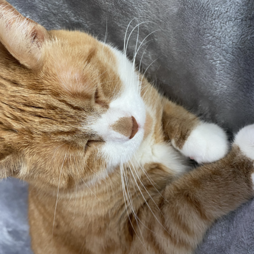 Pandemic Pets: Rumors vs. Reality