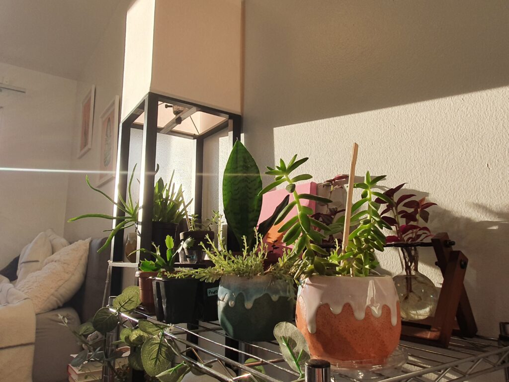 Biophilia: Back To Our Roots