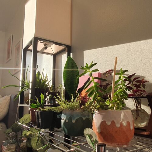 Biophilia: Back To Our Roots