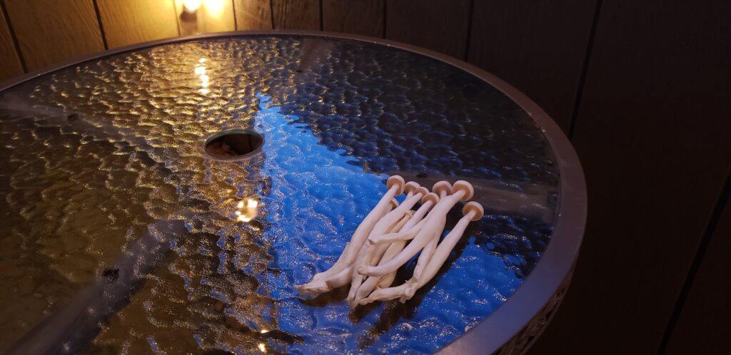 Magic Mushrooms In Michigan
