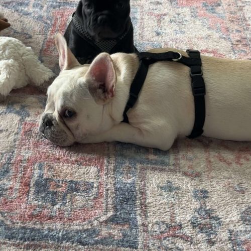 Adopt Don’t Shop: Ways to Help Animals in Crisis