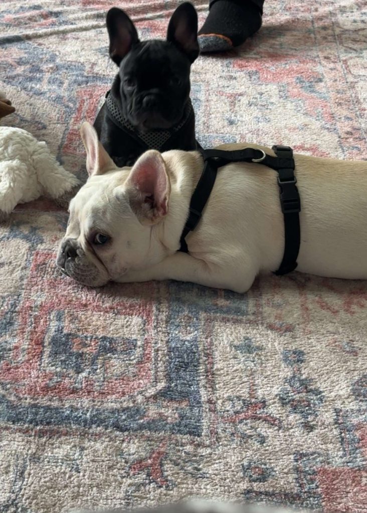 Adopt Don’t Shop: Ways to Help Animals in Crisis